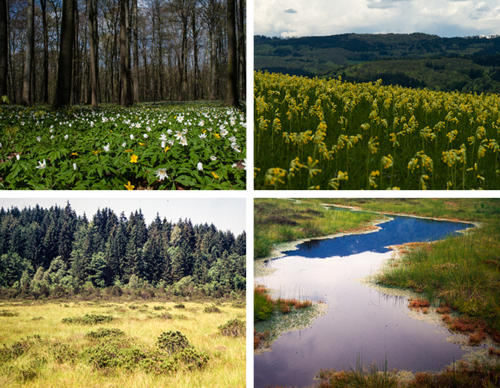 Study habitats: Grassland, peat bogs, forest