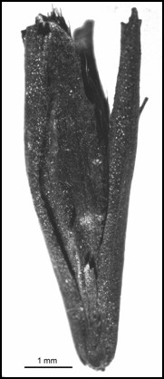 neuzeitliche, verkohlte, bespelzte Saathafer-Karyopse (Avena sativa)