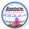 roseobacter