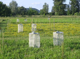 Caging Experiment with Grasshoppers