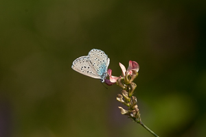 Maculinea arion (Large Blue) on Onobrychis viciifolia