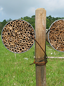 trap nest for wild bees, wasps and their antagonists