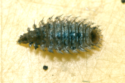 Fannia larva