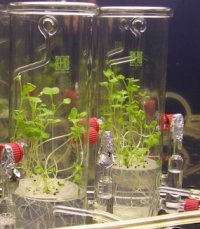 Brassica napus in hydroponic calture