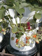 Erdbeerpflanze unter Salzstress