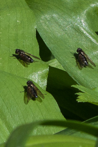 Diptera in the Hainich national park