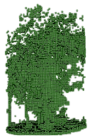 3D voxels of a beech tree