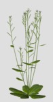 Next image: Arabidopsis