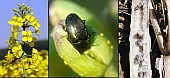 image pest and disease OSR
