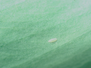 Egg of Cheilosia fasciata