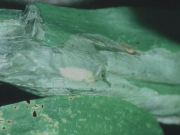 Cheilosia fasciata: L3-larva