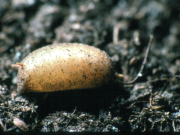 Cheilosia fasciata: puparium