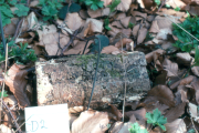 fairly intact log