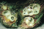 Diplolepis rosae: Querschnitt durch die Galle