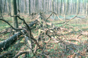 fallen beech trees