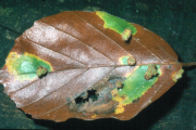 Galls of Hartigiola annulipes on 'green islands' on a beech leaf