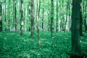 The Göttingen beech forest