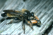 Robberfly feeding on an  elaterid beetle