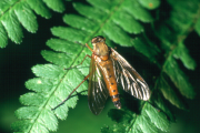 A snipefly