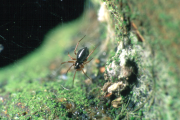 A mycryphantid spider