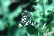 Urophora cardui female
