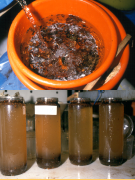 Wet-sieving (top) and flotation (bottom) to extract dipteran larvae from soil samples
