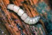 Larva of Xylophagus